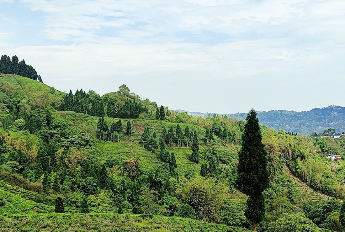 A gentle slope of tea plantations